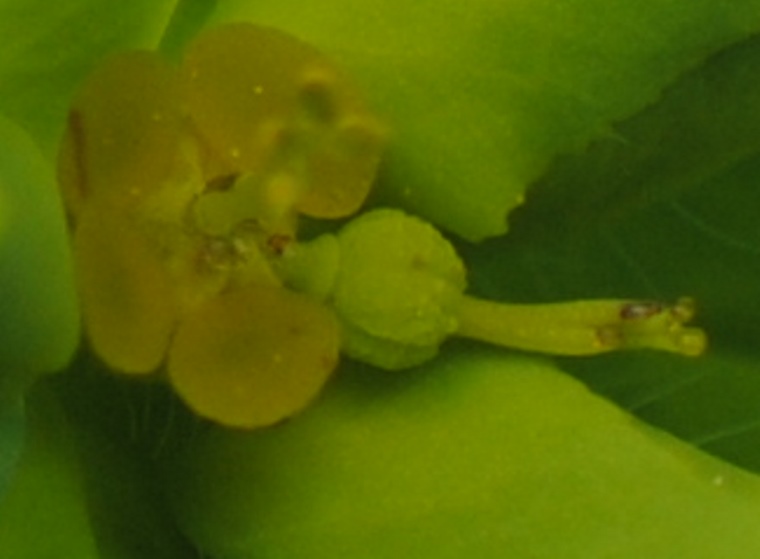 Euphorbia platyphyllos